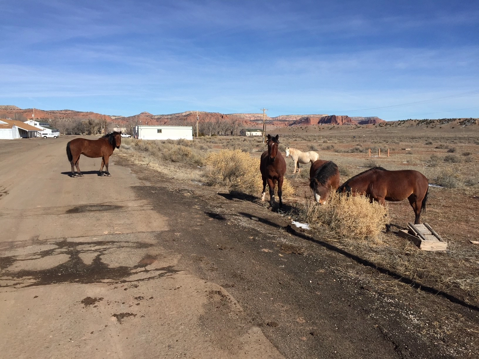 wingate horses